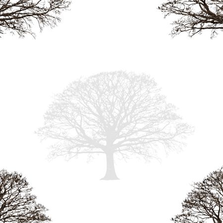 Abstract illustration of a faded winter oak tree devoid of leaves with branches set at the four corners, set against a white background.の写真素材
