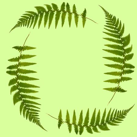Four rowan ash green fern leaves forming a square, set against a green background.