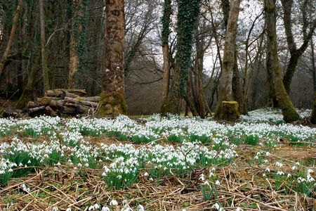 White snowdrops in flower in early Spring in an ancient forest.の写真素材
