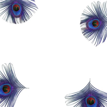 Iridescent eyes of four electric blue and purple peacock feathers set at the corners of the frame, against a white background. Iridescent eyes of four electric blue and purple peacock feathers set at the corners of the frame, against a white background.