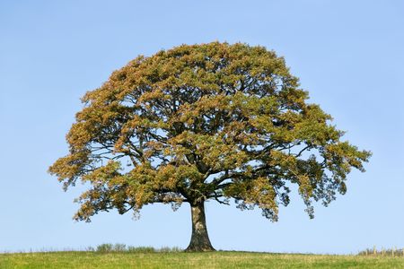 Oak tree in a field in early autumn with grass to the foreground and set against a clear blue sky.の写真素材