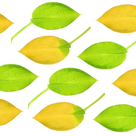 Abstract design of hosta leaves in summer and autumn colors. Over white background.