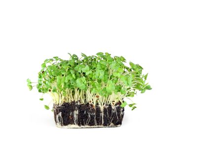 Freshly growing mustard and cress set against a white background.の写真素材