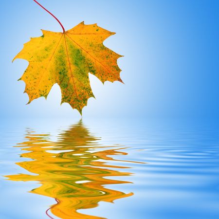Maple leaf abstract design in autumn colors with reflection over rippled water. Over sky blue background with white central glow. Maple leaf abstract design in autumn colors with reflection over rippled water. Over sky blue background with white central glow.