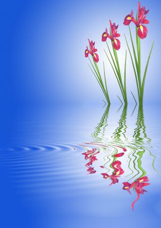 Three red iris flowers with reflection in rippled water over a blue background with a white glow.の写真素材