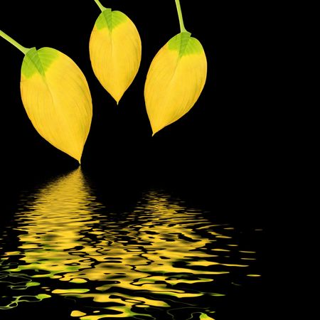 Hosta leaf abstract design with reflection over rippled water. Over black background.の写真素材