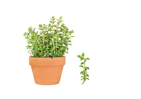 Oregano herb growing in a terracotta pot with a specimen leaf sprig over white background. の写真素材