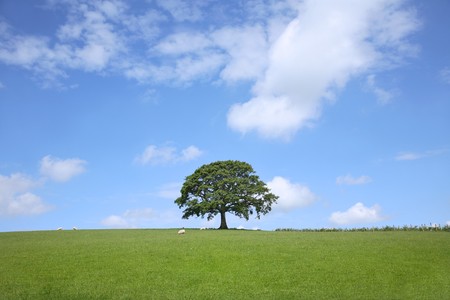 Oak tree in spring standing in a field with a blue sky and clouds to the rear.の写真素材