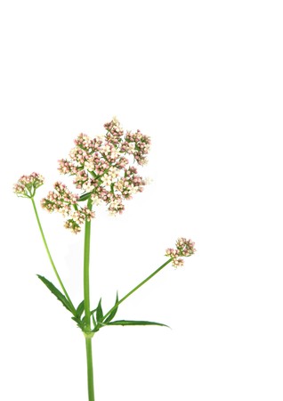 Valerian flower, modern day equivalent in medicine is the drug valium. の写真素材