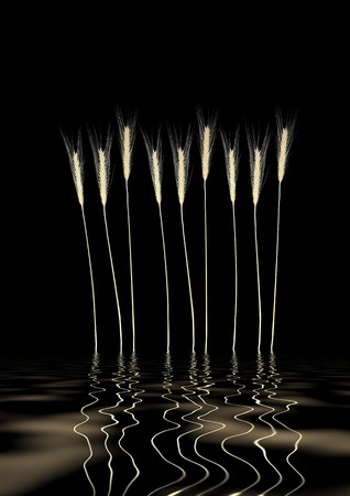Wild grass abstract with reflection over rippled water, against black background.の写真素材