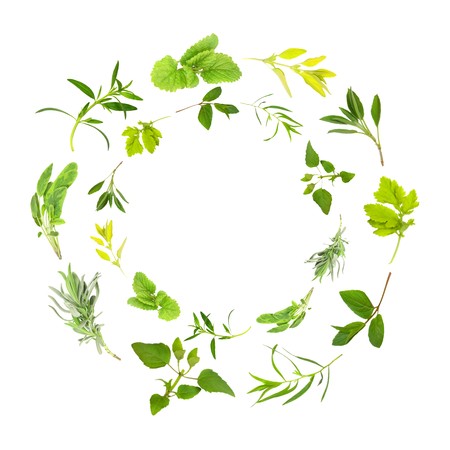 Herb leaf circles of lemon balm, golden marjoram, sage, feverfew, chocolate mint, tarragon,  bergamot, lavender, variegated sage, hyssop over white background. In clockwise order from top outer circle.の写真素材