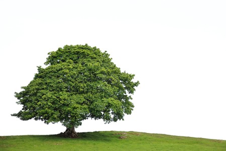 Sycamore tree in full leaf in a field summer, over white background.の写真素材