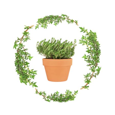  Thyme herb leaf sprigs forming a circular garland with a terracotta pot of thyme set inside, over a white background.  の写真素材