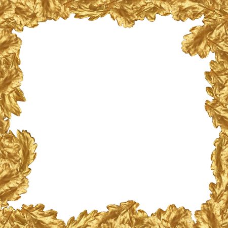 Golden oak leaves forming a frame over white background.の写真素材