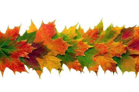 Maple leaves  in vivid colors of fall overlaid in a line forming a central band, over white background.の写真素材