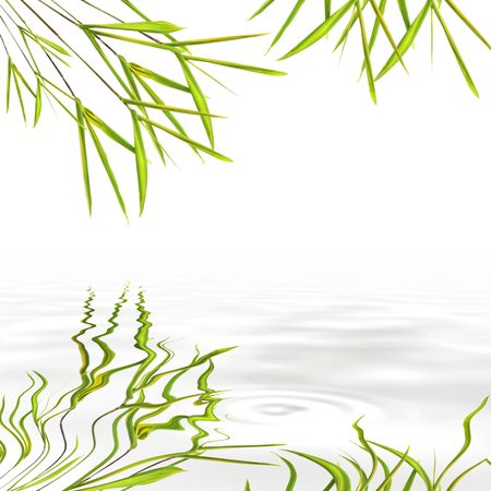 Bamboo leaf grass with reflection in rippled grey water, over white background.の写真素材