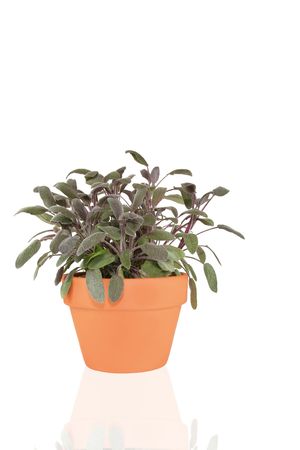  Purple sage herb growing in a terracotta pot over white background. の写真素材