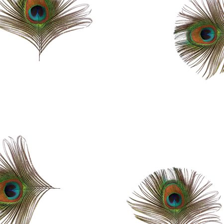 Iridescent eyes of four peacock feathers set at the corners of the frame, over white background.の写真素材