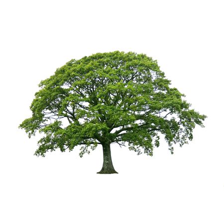  Oak tree in full leaf in summer, isolated over white background.の写真素材
