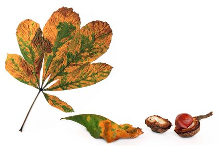 Horse chestnut leaves in fall with a conker and opened husk, over white background.の写真素材