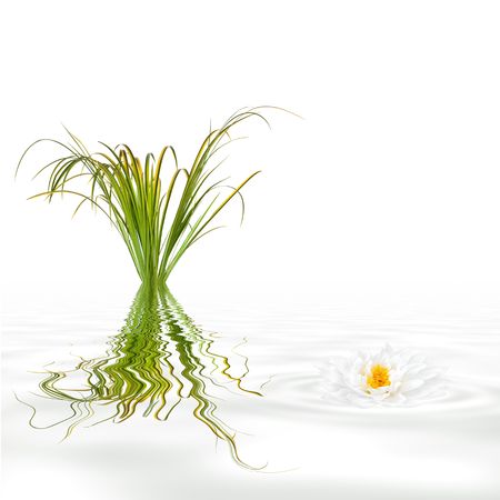Bamboo leaf grass and a japanese lotus lily with reflection in rippled grey water,  over white background.の写真素材
