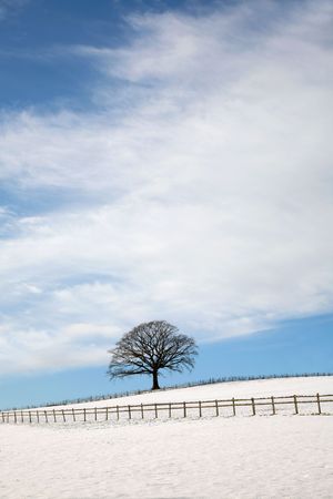 Oak tree in a field with snow in winter with a fence in the foreground and a blue sky and clouds to the rear.の写真素材