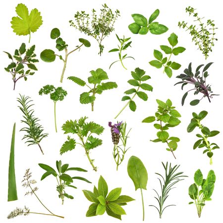 Large herb leaf selection in abstract design over white background.の写真素材