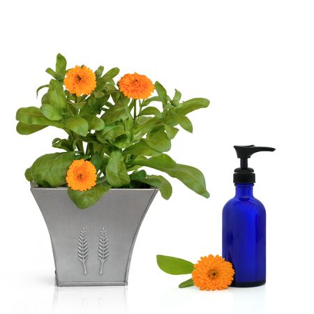 Marigold plant in flower in a distressed pewter pot with blue dispenser bottle and single flower,  over white background. の写真素材