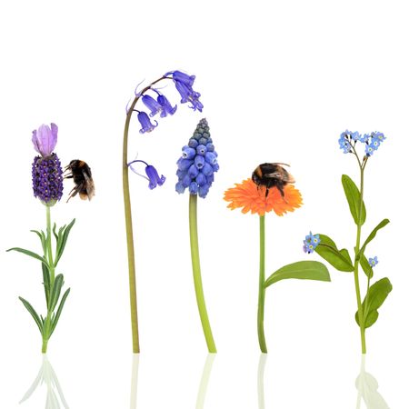 Bumble bees on marigold and lavender flowers with a bluebell, forget me knot and grape hyacinth, over white background.の写真素材