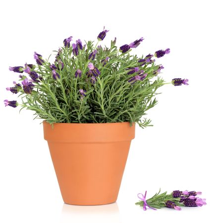 Lavender herb plant in flower growing in a  terracotta pot, with flower sprig, over white background.の写真素材