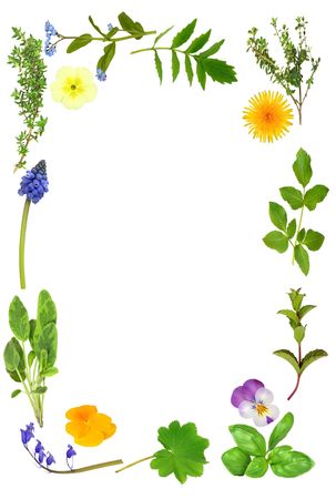 Abstract spring flower and herb leaf border over white background.の写真素材