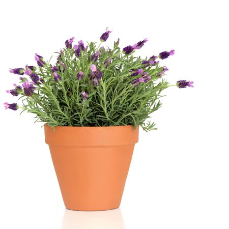 Lavender herb plant in flower growing in a  terracotta pot, over white background.の写真素材
