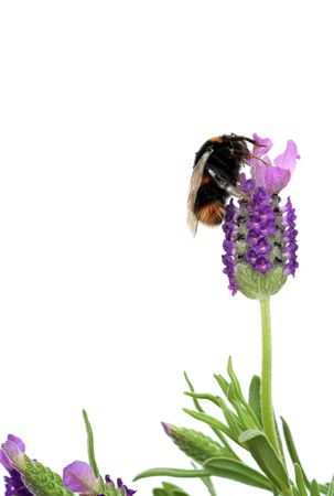 Lavender herb flowers with a bumble bee gathering pollen, over white background.の写真素材