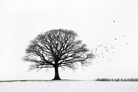 Oak tree in a field of snow in winter with a flock of birds, against a white sky background.の写真素材