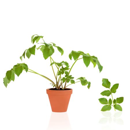 Angelica herb plant in a  terracotta pot with specimen leaf sprig, over white background.  の写真素材