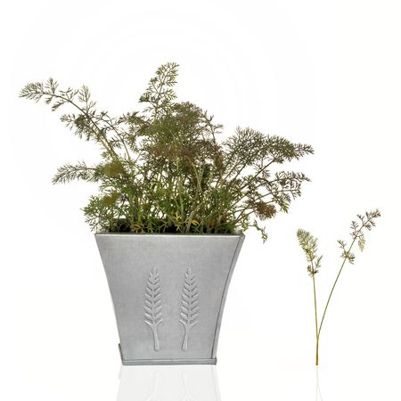 Bronze fennel herb in a distressed pewter pot with specimen leaf sprig, over white background.の写真素材