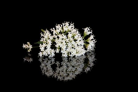 Valerian herb flowers, alternative substitute for the vallium drug, over black background with reflection.の写真素材