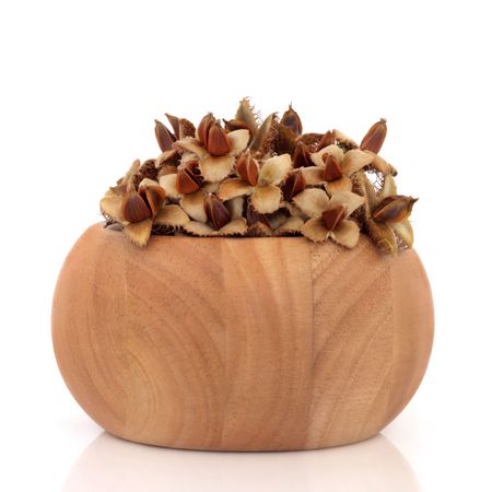 Beech nuts in a beech wood bowl, isolated over white background.の写真素材
