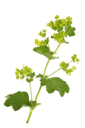 Ladys mantle herb with flowers, isolated over white background. Alchemilla mollis.