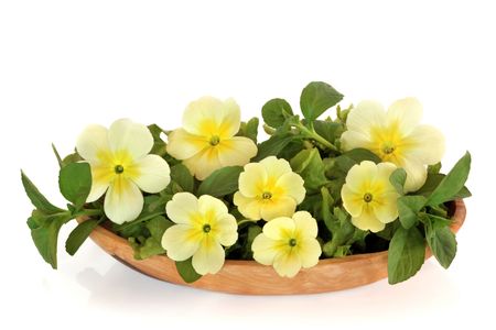 Spring primrose flowers, lettuce and mint herb salad in an olive wood bowl, isolated over white background.の写真素材