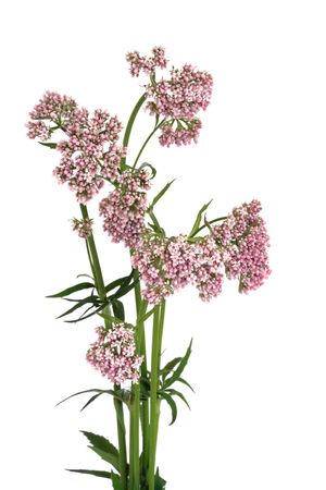 Valerian herb in flower isolated over white background. Modern day equivalent is valium. の写真素材