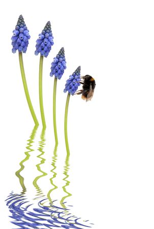 Grape hyacinth flowers and bumblebee abstract with reflection in rippled grey water, over white backgroundの写真素材