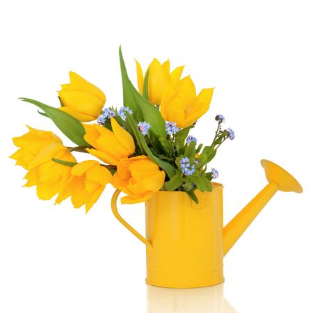 Tulip and forget me knot flowers in a yellow watering can, isolated over white background.の写真素材