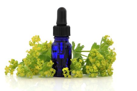 Ladys mantle herb and flowers with aromatherapy essential oil glass bottle, over white background. Alchemilla mollis.の写真素材
