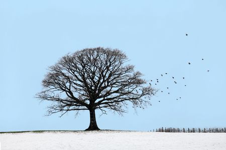 Oak tree in a field of snow in winter with a flock of starling birds, against a blue sky.の写真素材