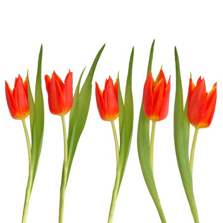 Red tulip flowers in abstract design isolated over white background.の写真素材