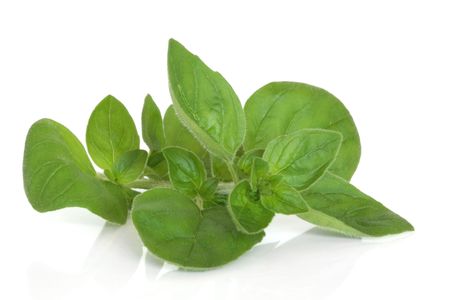 Marjoram herb leaf sprig isolated over white background with reflection.の写真素材
