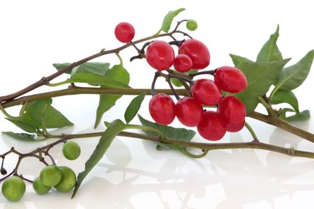 Bittersweet nightshade plant, isolated over white background with reflection. Solanum dulcamara.の写真素材
