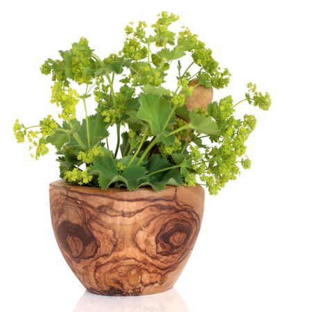 Ladys mantle herb with  flowers in an olive wood mortar with pestle, over white background....