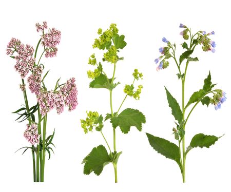 Valerian, ladys mantle  and comfrey herbs in flower, isolated over white background.の写真素材